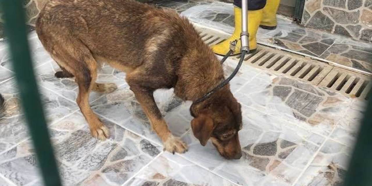 Yaylada Ölüme Terk Edilen Köpekler Koruma Altına Alındı
