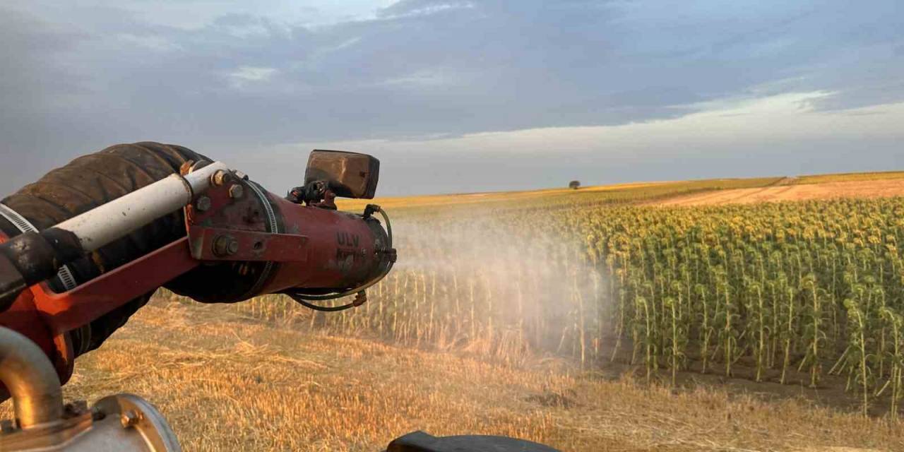 Çekirge İstilasına Karşı İlaçlama Çalışması Başlatıldı
