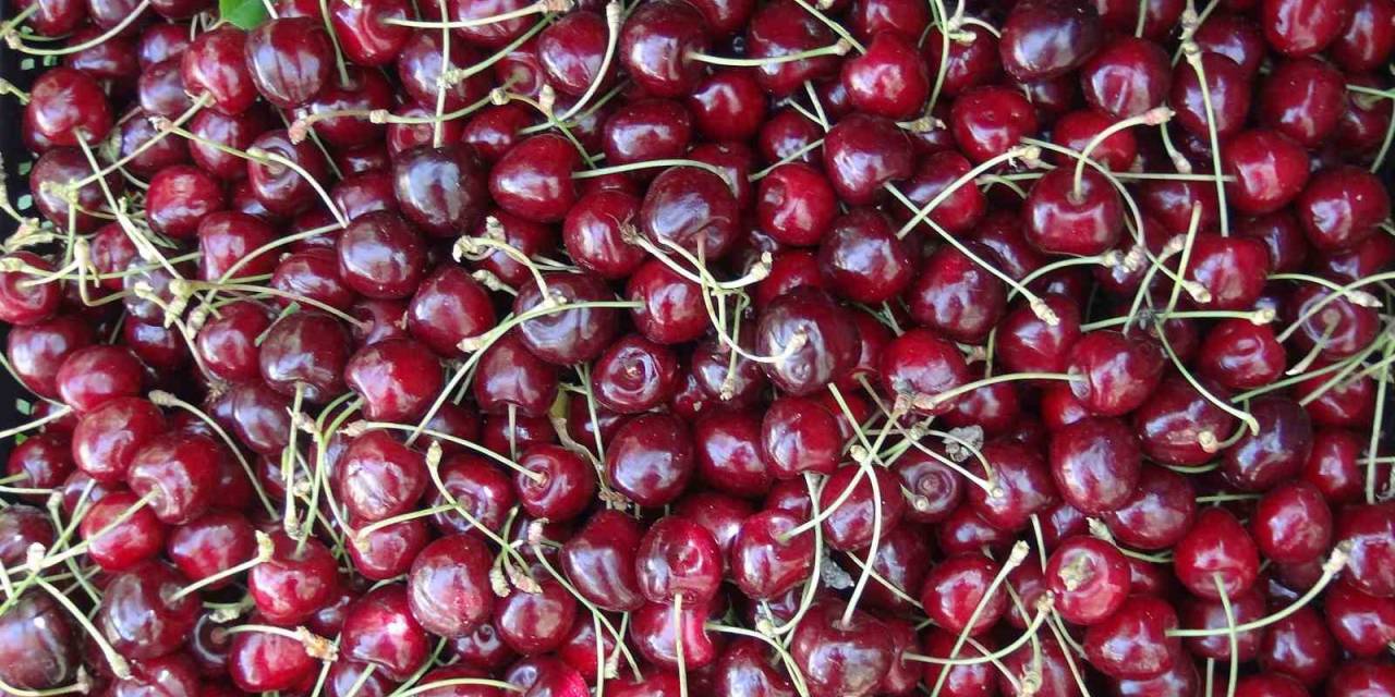 Türkiye’nin En Geç Kiraz Hasadı Ahlat’ta Yapılıyor