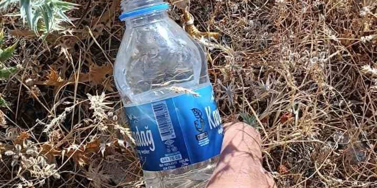 Sıcaktan Bunalan Kerkenez Kuşuna Şişeyle Su İçirdi