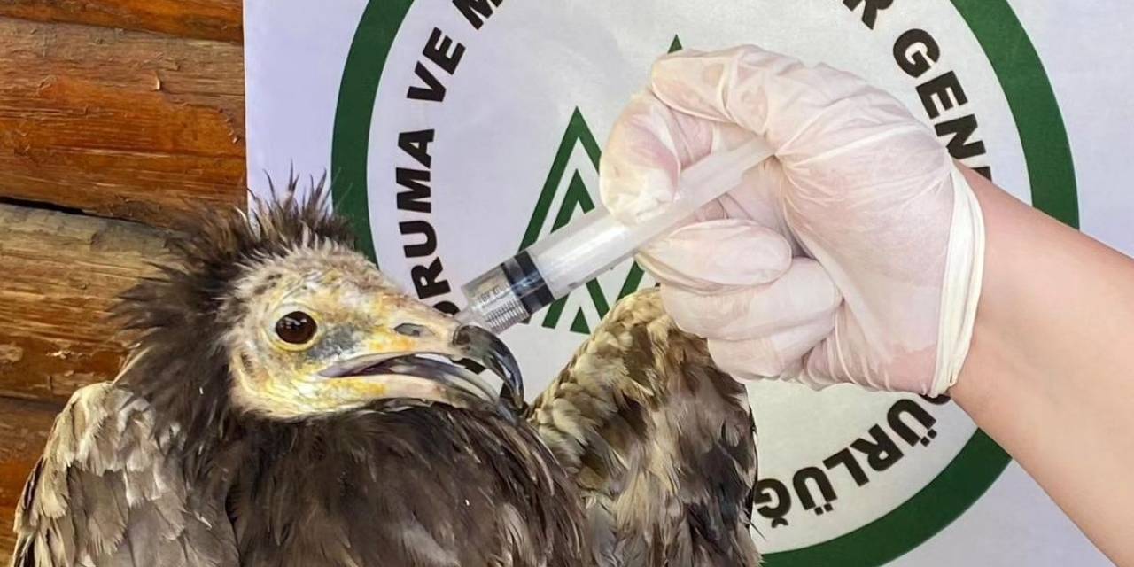 Yaralı Akbaba Ve Kızıl Şahin Kars’ta Tedavi Altına Alındı