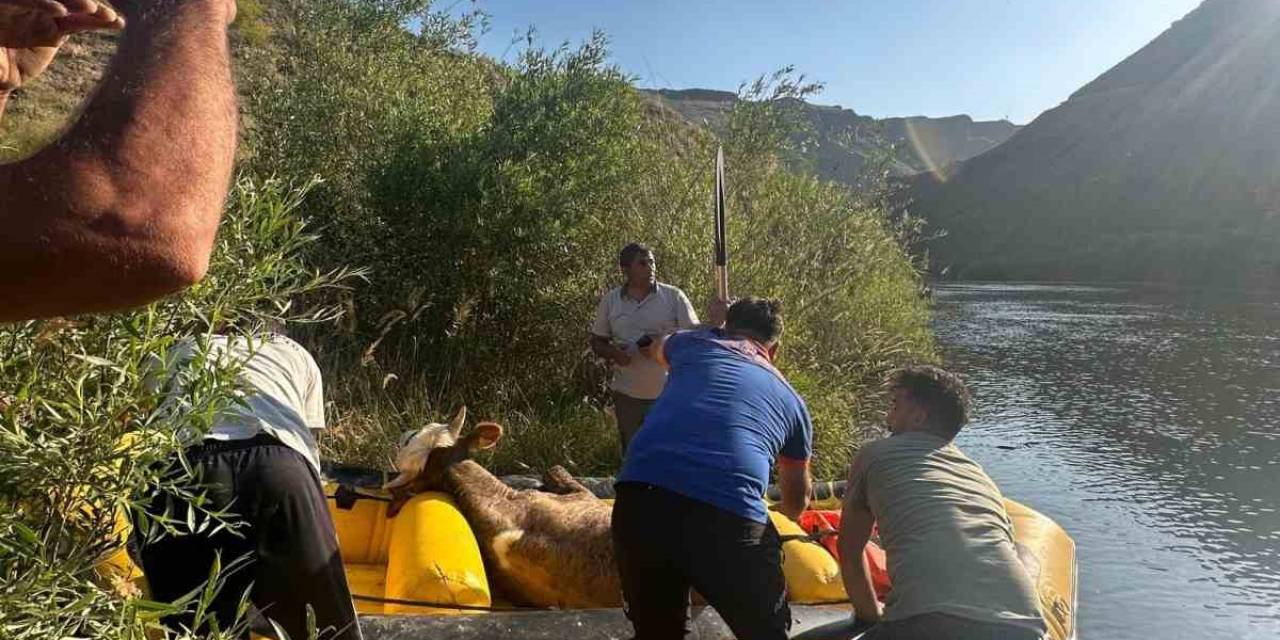 Sarıkamış’ta Aras Nehri’ne Düşen Büyükbaş Hayvan Kurtarıldı