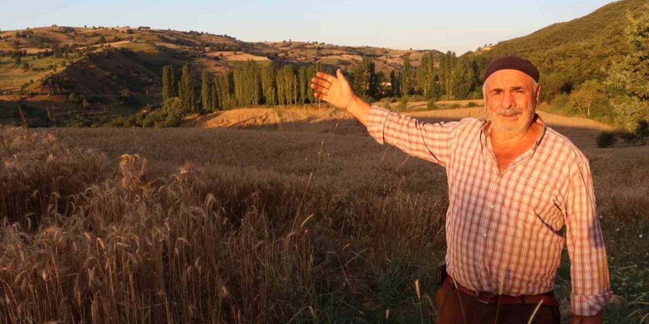 Tarlasına Dadanan Domuzlara Karşı Nöbet Tutuyor