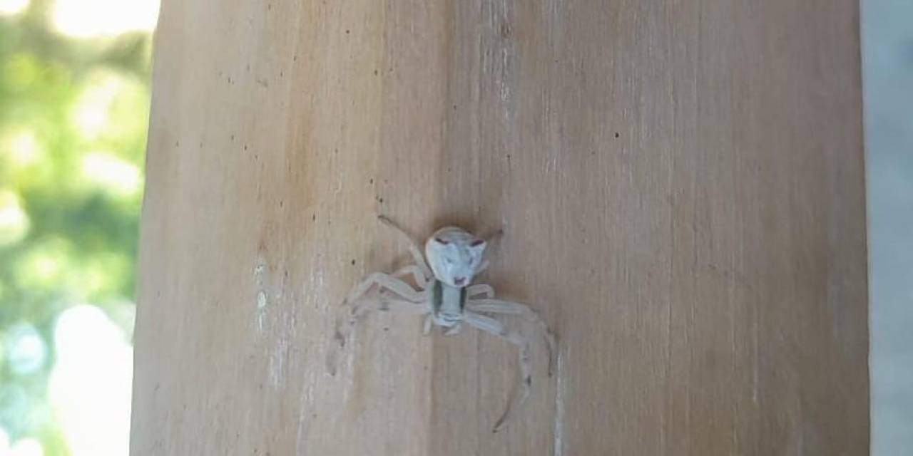 Kahramanmaraş’ta ’insan Yüzlü Örümcek’ Görüntülendi