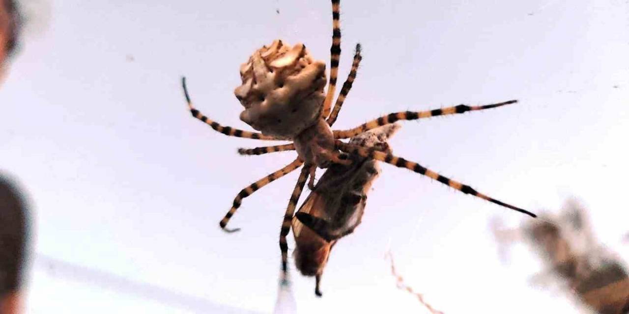 Ayvalık’ta Dünyanın En Zehirli Örümcek Türlerinden Biri Görüntülendi