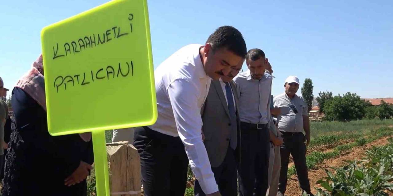 Çiftçilerin Ekonomik Kazanç Kapısı Oldu: Ata Tohumlarından Organik Tarım Yapıyorlar