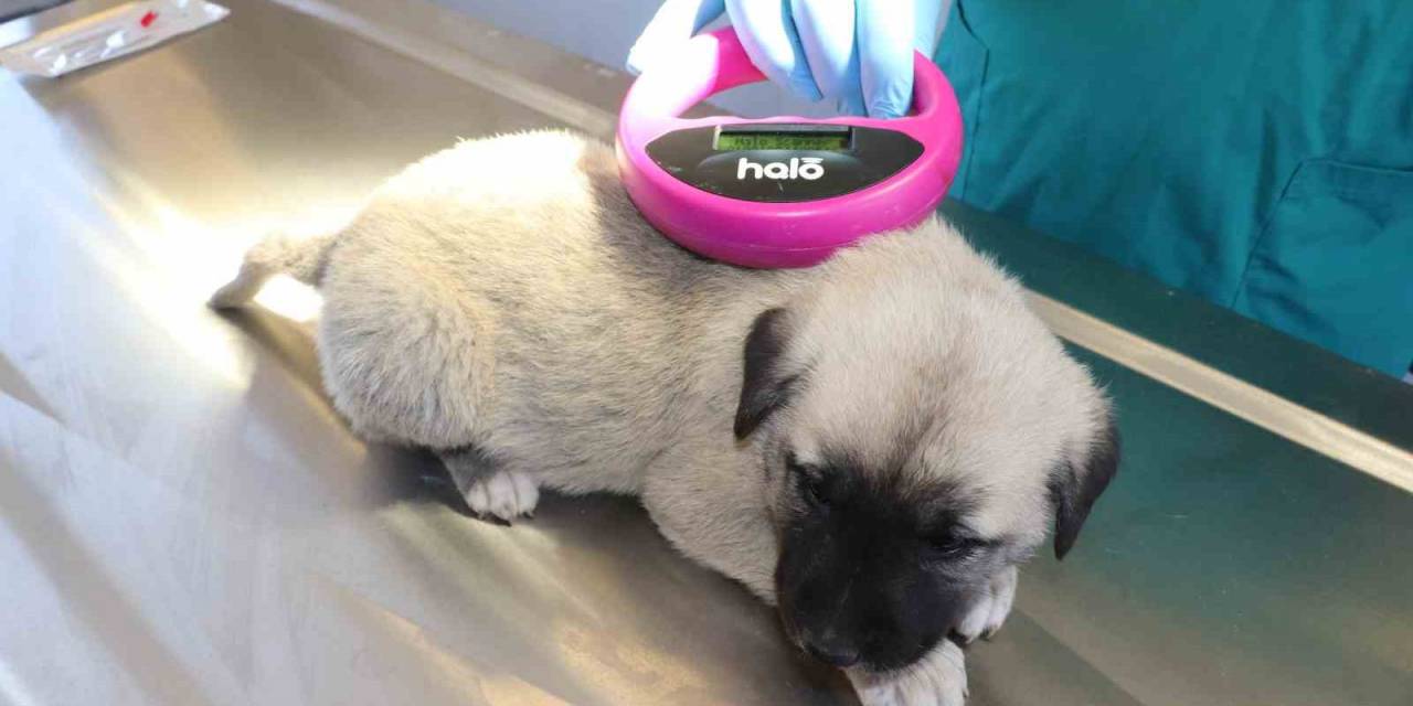 Dünyada Nam Salan Anadolu Aslanı Çiple Korunuyor