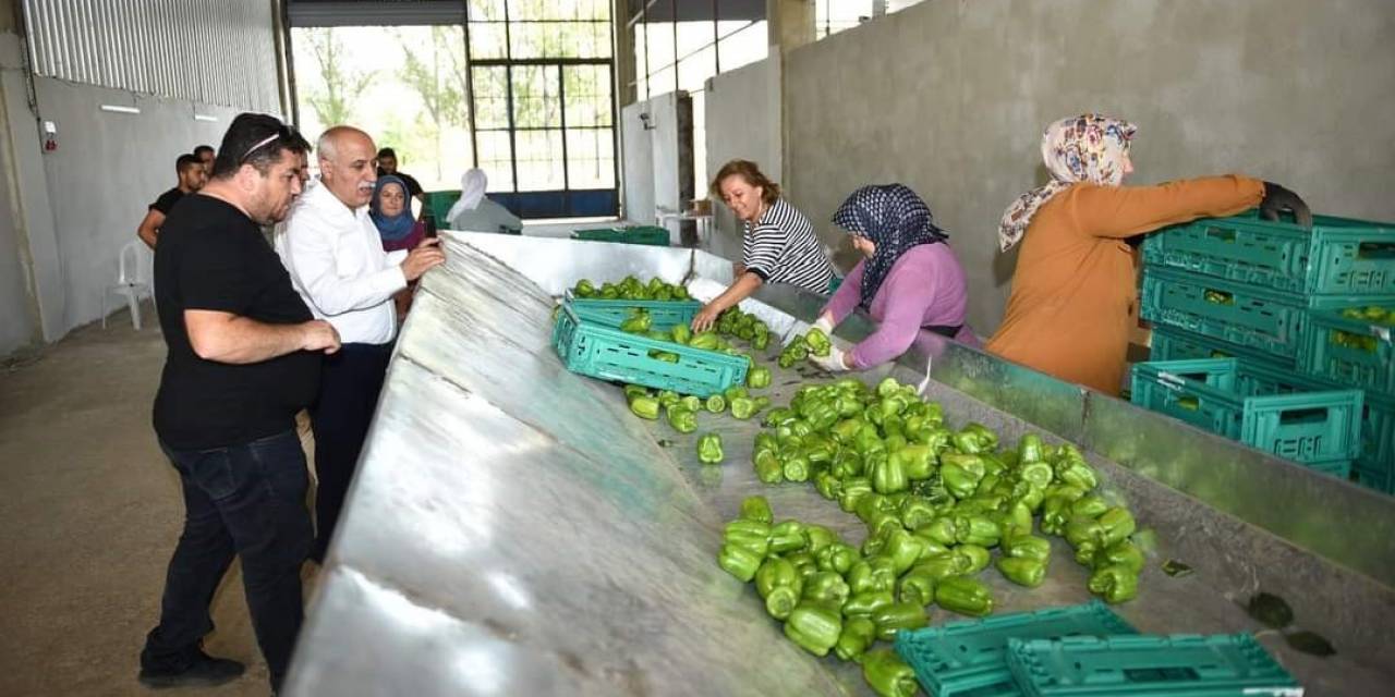 Yenişehir Biberi Yeni Yatırımlarla Dünyaya Pazarlanıyor