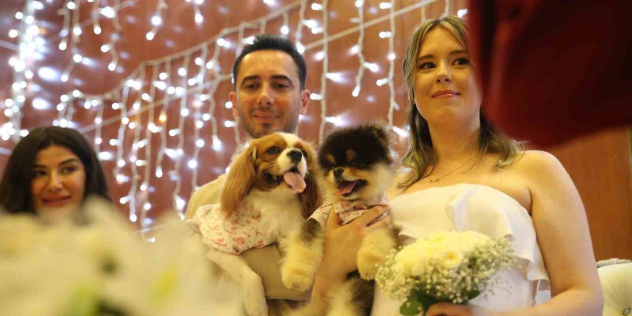 Türk Damat İle Rus Gelinin Tanışmasına Vesile Olan Köpekleri De Nikah Masasında Yer Aldı