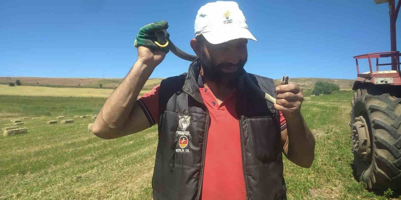 Yılanla Kediyle Oynar Gibi, Diyalogları İzleyenleri Güldürdü