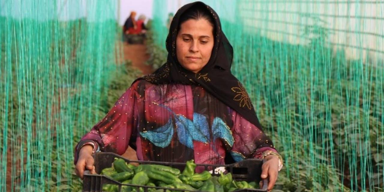 Tarımsal Girdi Fiyat Endeksi Yıllık Yüzde 33,22, Aylık Yüzde 0,26 Arttı