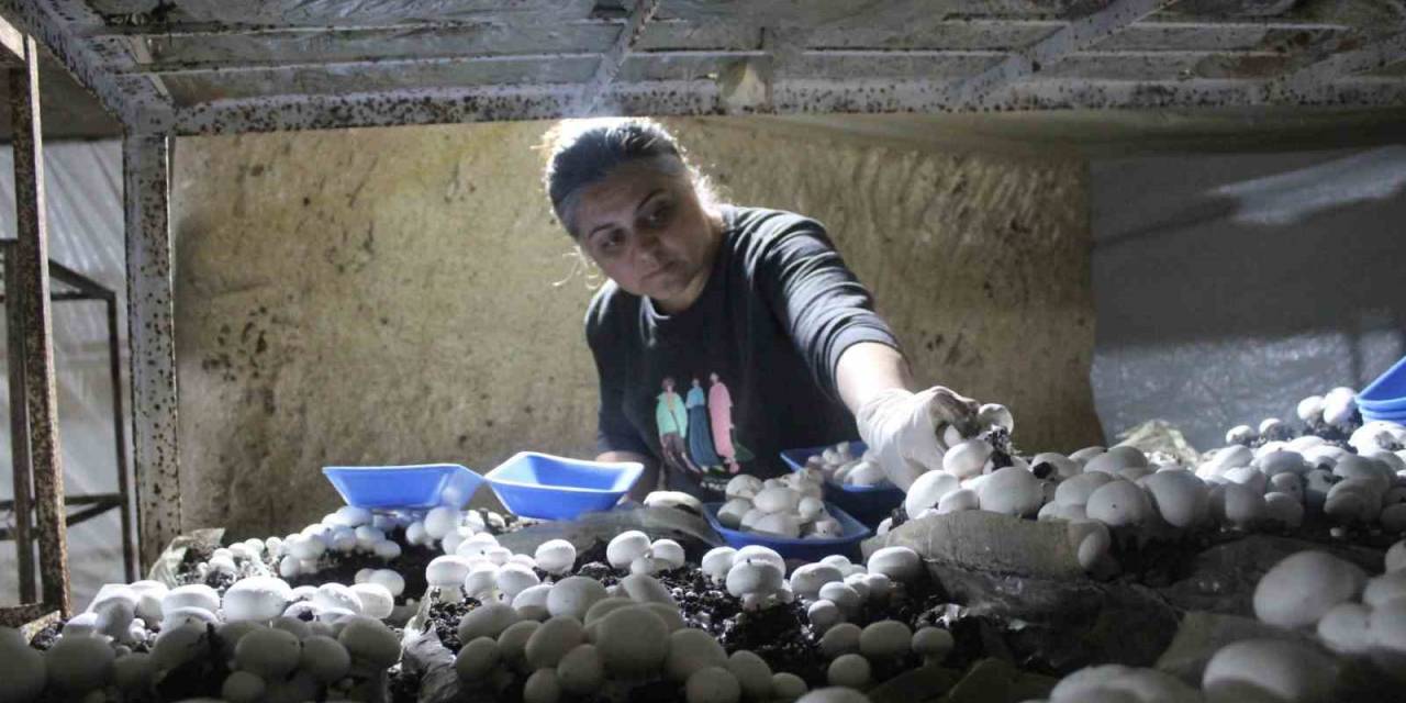 Bu Mantarların Tadı Da Aroması Da Farklı
