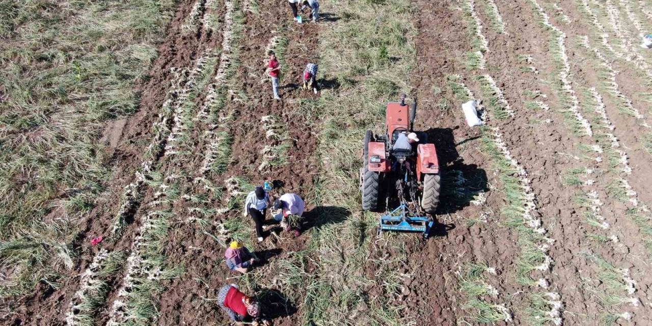 Dijital Pazara Giren Taşköprü Sarımsağı, Türkiye’nin Her Yerine Gönderiliyor