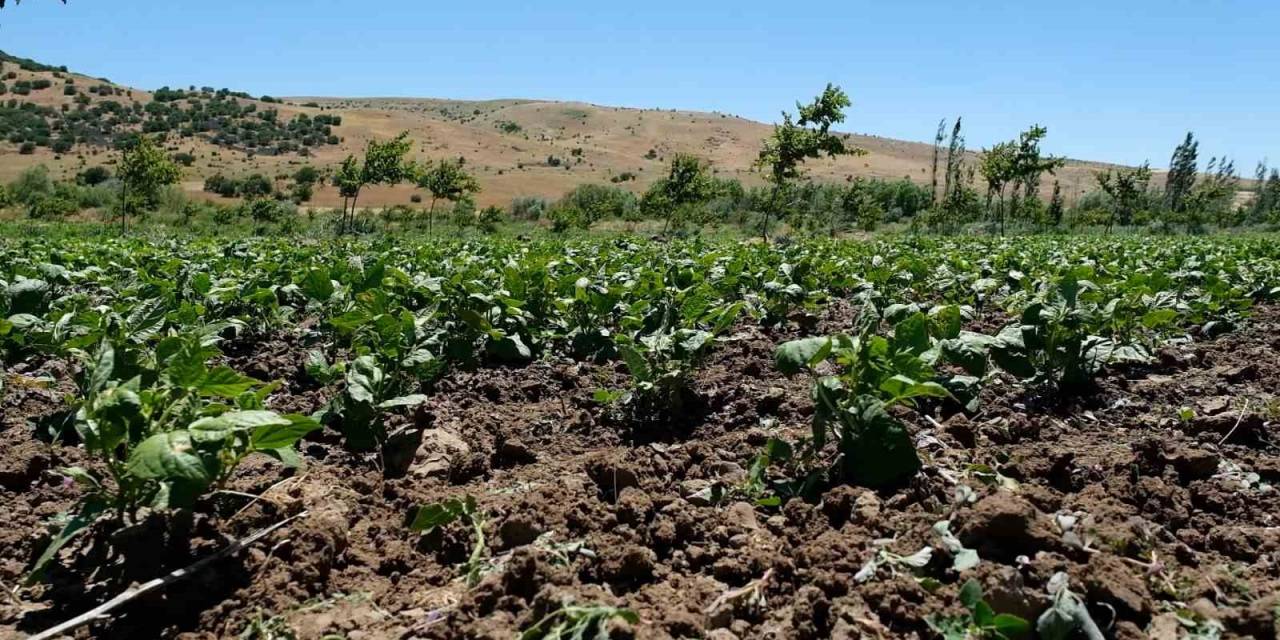 Arguvan’da İlk Kez Kuru Fasulye Ekildi