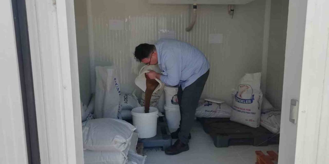 Elazığ’da Üretilen Milyonlarca Balık Göl Ve Barajlara Salınıyor
