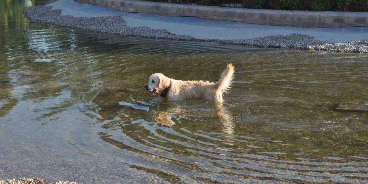 Sıcaktan Bunalan Sevimli Köpek Çözümü Süs Havuzunda Buldu