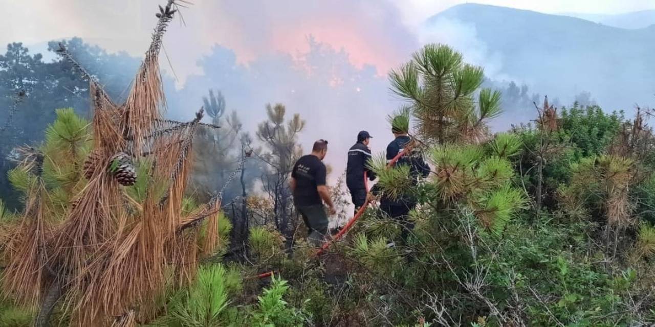 Tunus’ta Orman Yangını: 470 Hektarlık Alan Küle Döndü