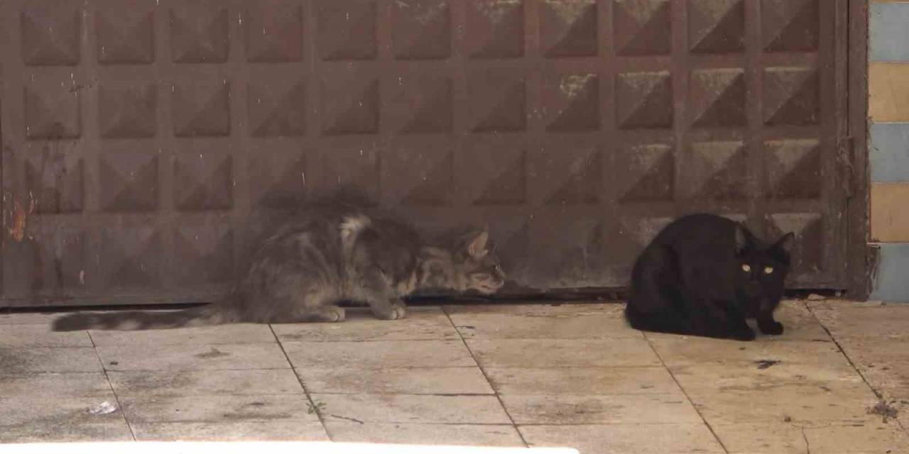 3 Gündür Mahsur Kalan Kedi Kurtarılmayı Bekliyor: Annesi Garaj Kapısında Nöbet Tutuyor