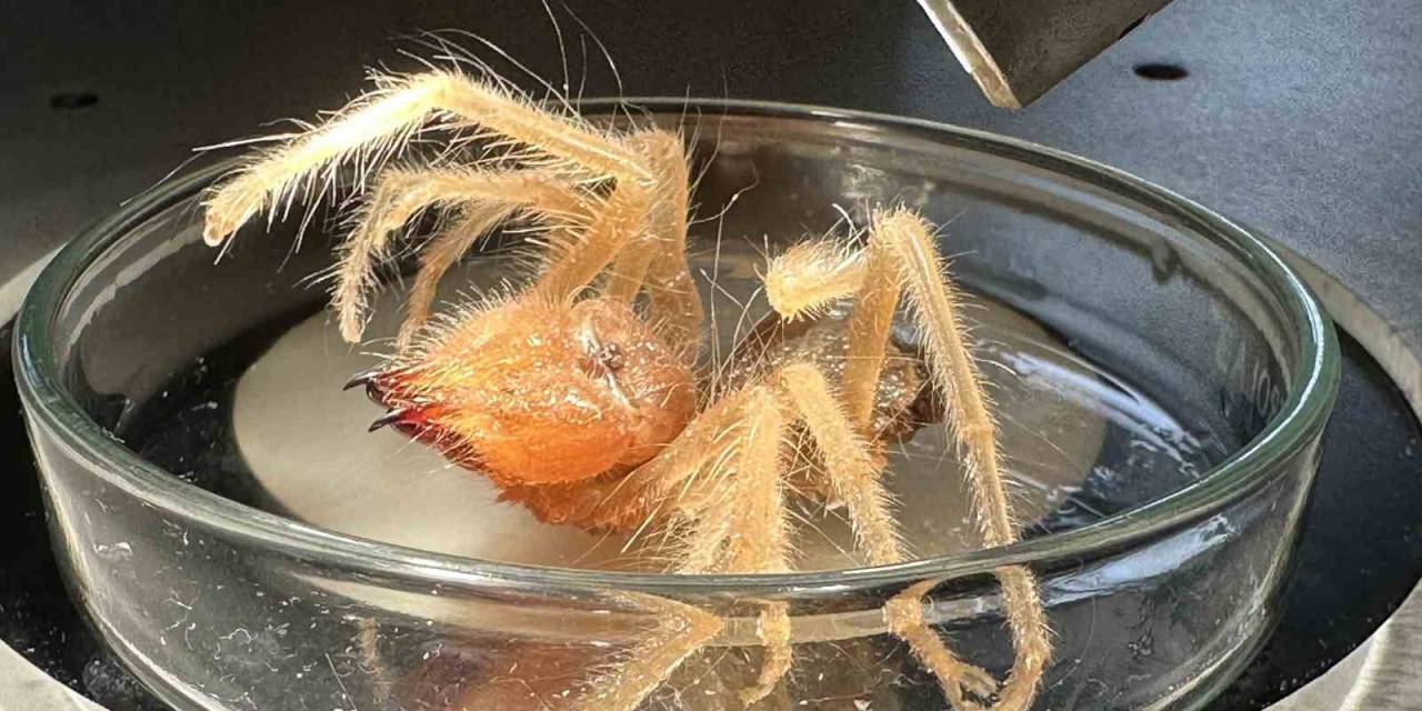 Uzman Uyardı; ‘sarıkız’ Böceğine Dikkat