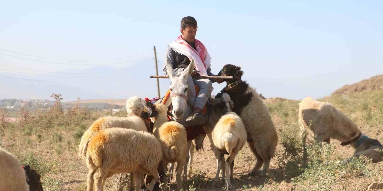 Sıcakta Bunalan Hayvanlar İçin Eşek Sırtında Zorlu Mesai