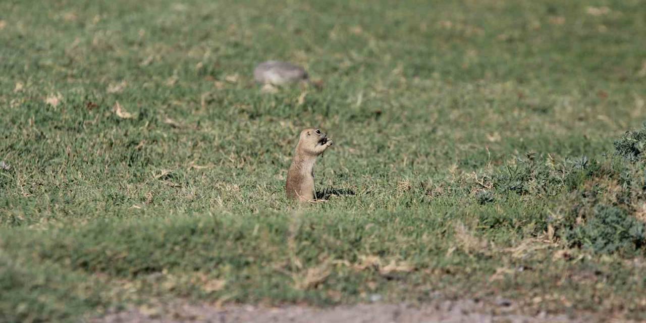 Havalar Isındı Sincaplar Ortaya Çıktı