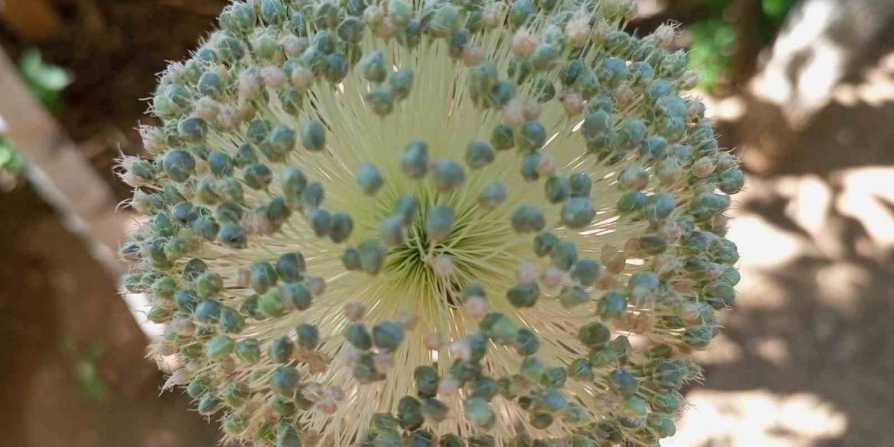 Tunceli Sarımsağını Toplayanlara 244 Bin Lira Ceza Kesilecek