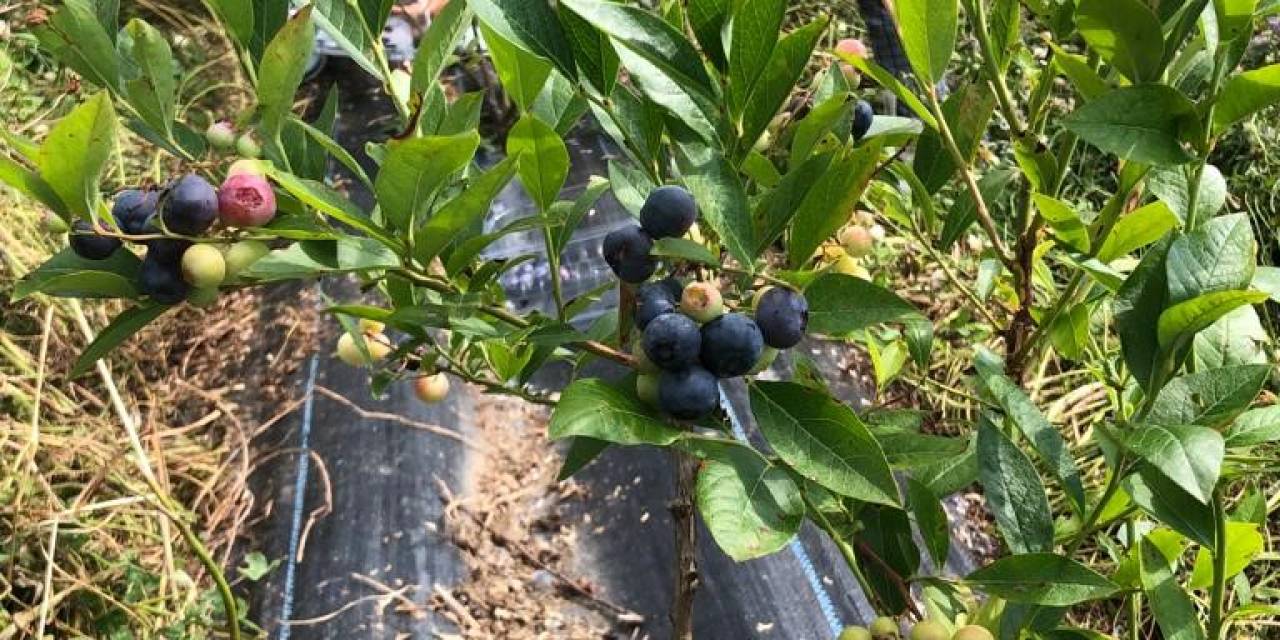 Sinop’ta İlk Kez Türkeli’de Başlatılmıştı: Yaban Mersini Yaygınlaşıyor