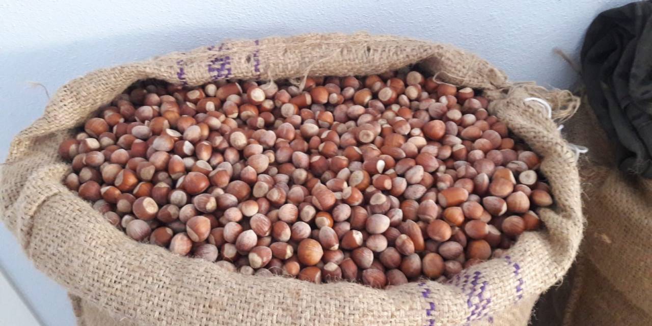 Fındık Üreticileri Fiyatların Artmasını İstiyor