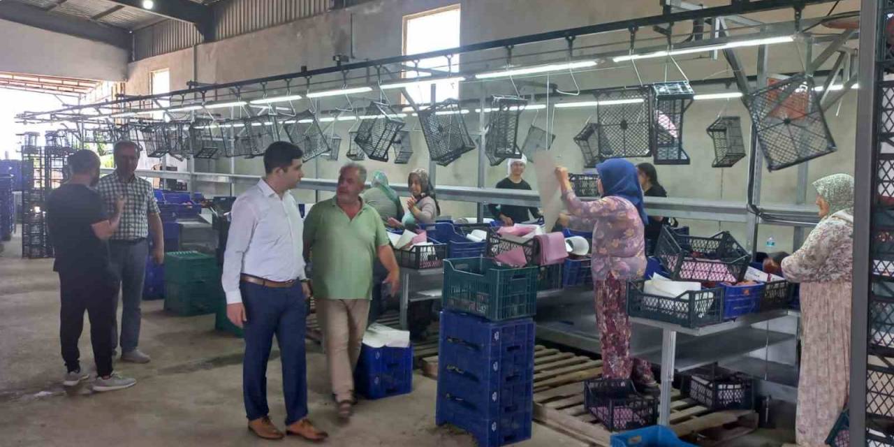 Kaymakam Taş’tan Soğuk Hava Depolarında İnceleme