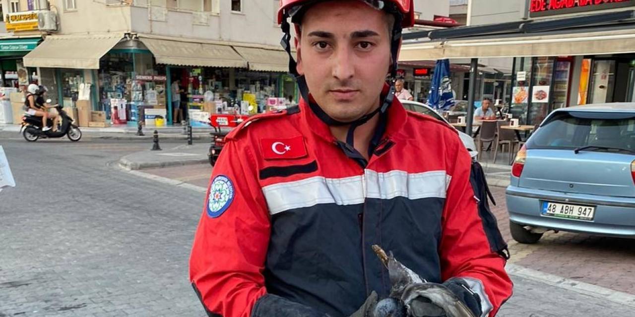 Marmaris’te Kanala Düşen Yaralı Güvercini İtfaiye Ekipleri Kurtardı