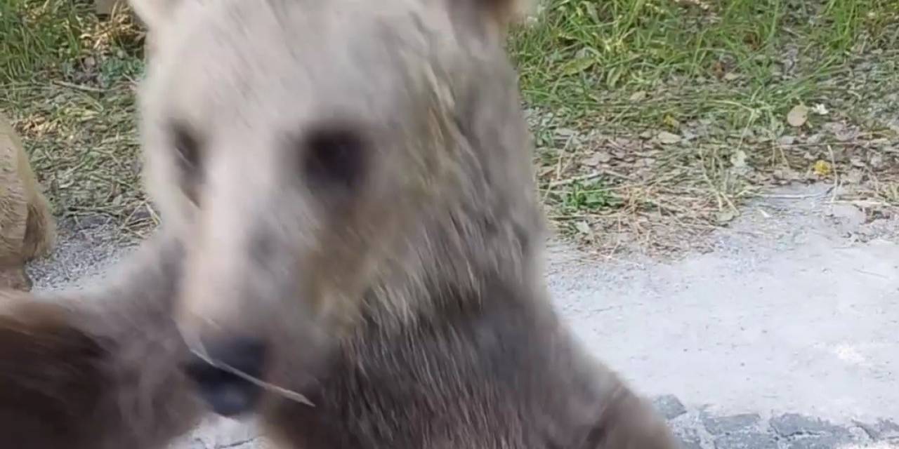 Yavru Ayının Araç Sürücüsüne Saldırısı Kameraya Yansıdı