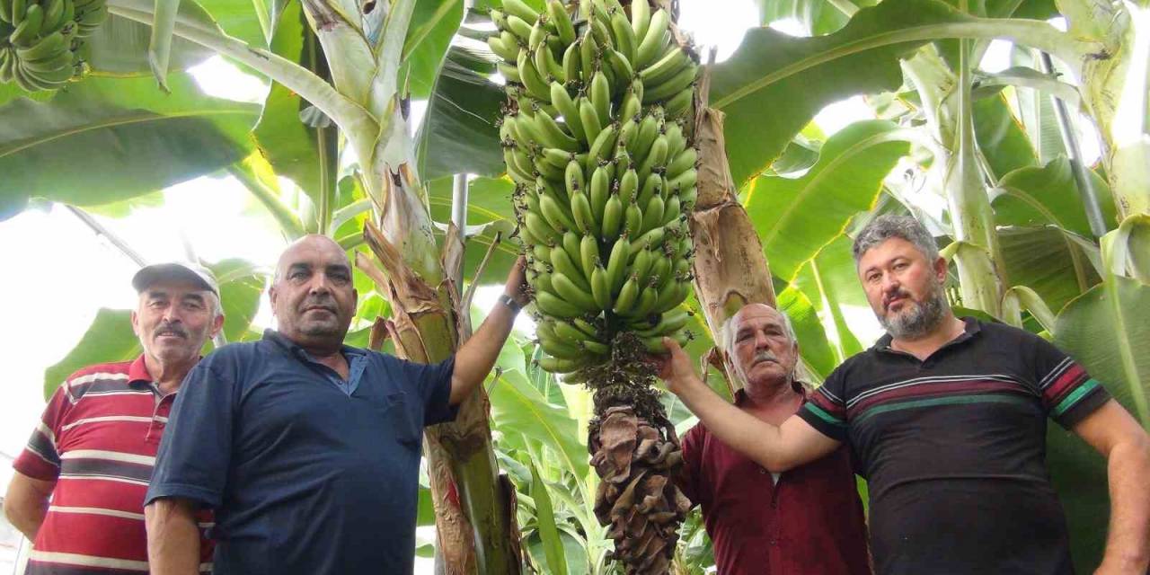 Afrika Sıcaklarında 60 Derecede Muz Hasadı Yapıldı