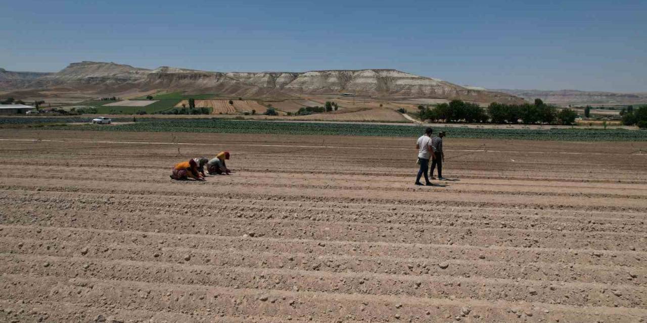 Ankara’nın Zorlu İklim Yapısına Rağmen Yetiştirilen Brokolinin Hasadı Başladı