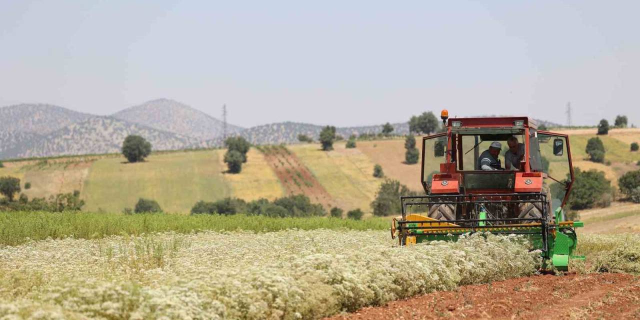 Başkan Altay: “susuz Tarım Yöntemiyle Ekimini Desteklediğimiz Kekiklerin Hasadı Yapıldı”