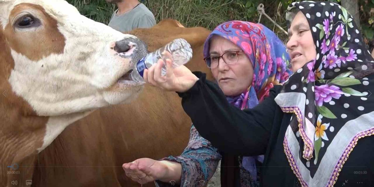 Yalova’da Susuz Kalan Köylü Yol Kapattı, Pet Şişeyle İneklerine Su İçirdi