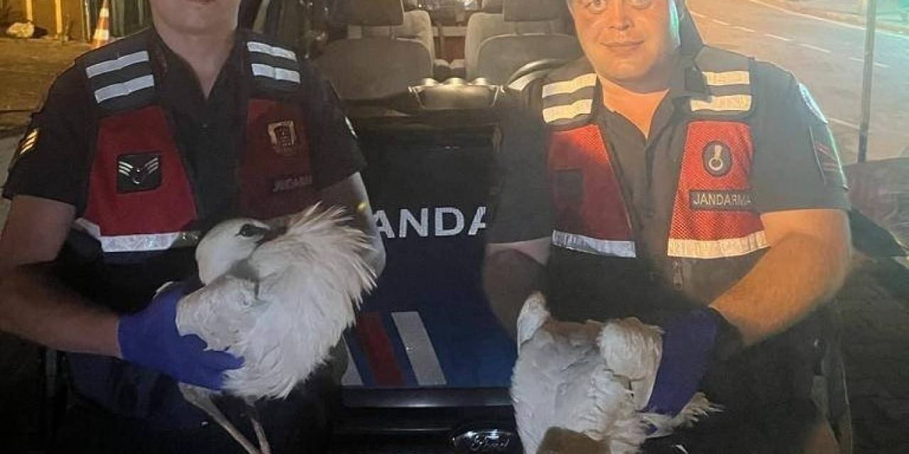 Yaralı Yavru Leyleklere Jandarma Şefkati