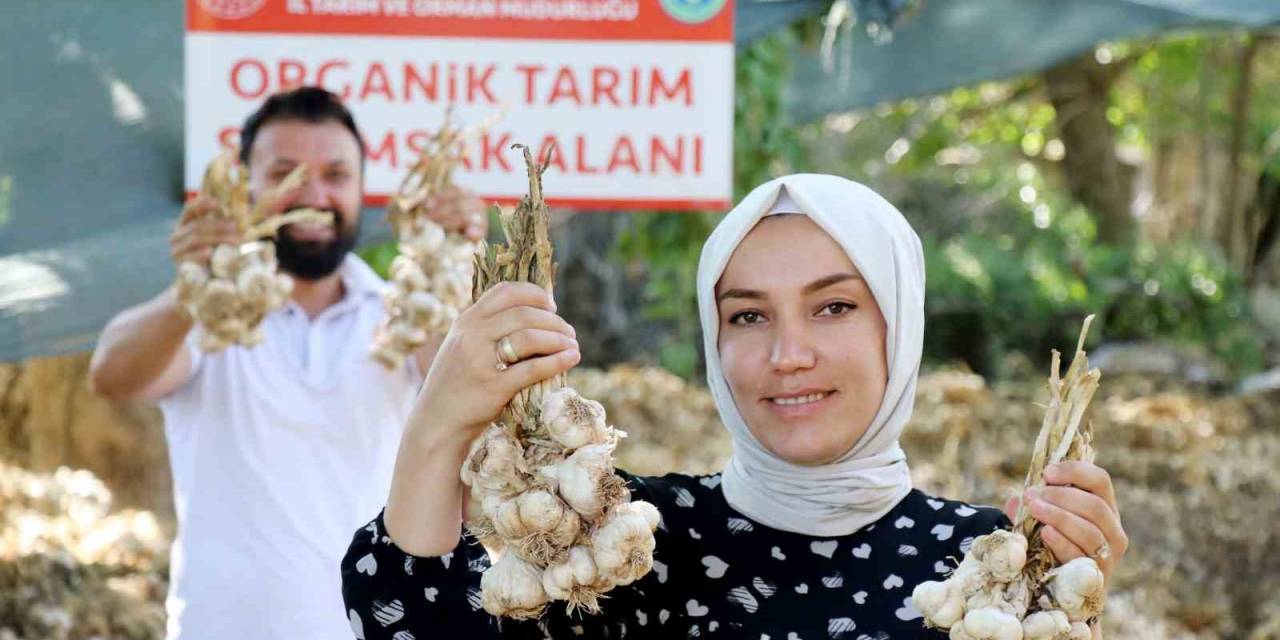 Rusya Ve Almanya’nın Organik Antibiyotiği Aksaray’dan