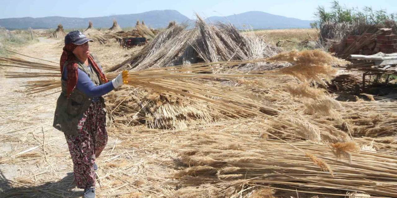 Göllerden Temin Edilen Kamışlar Ekonomiye Kazandırılıyor