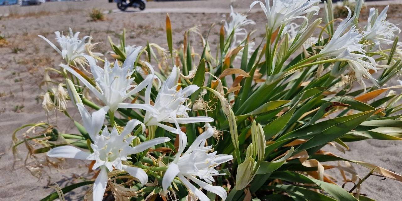Nesli Tükenmekte Olan Bu Bitki Görenleri Kendine Hayran Bırakıyor