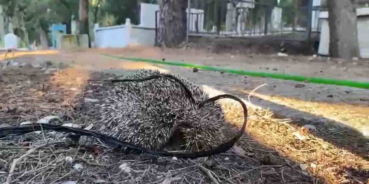 Kirpiyi İple Mezarlığa Bağladılar