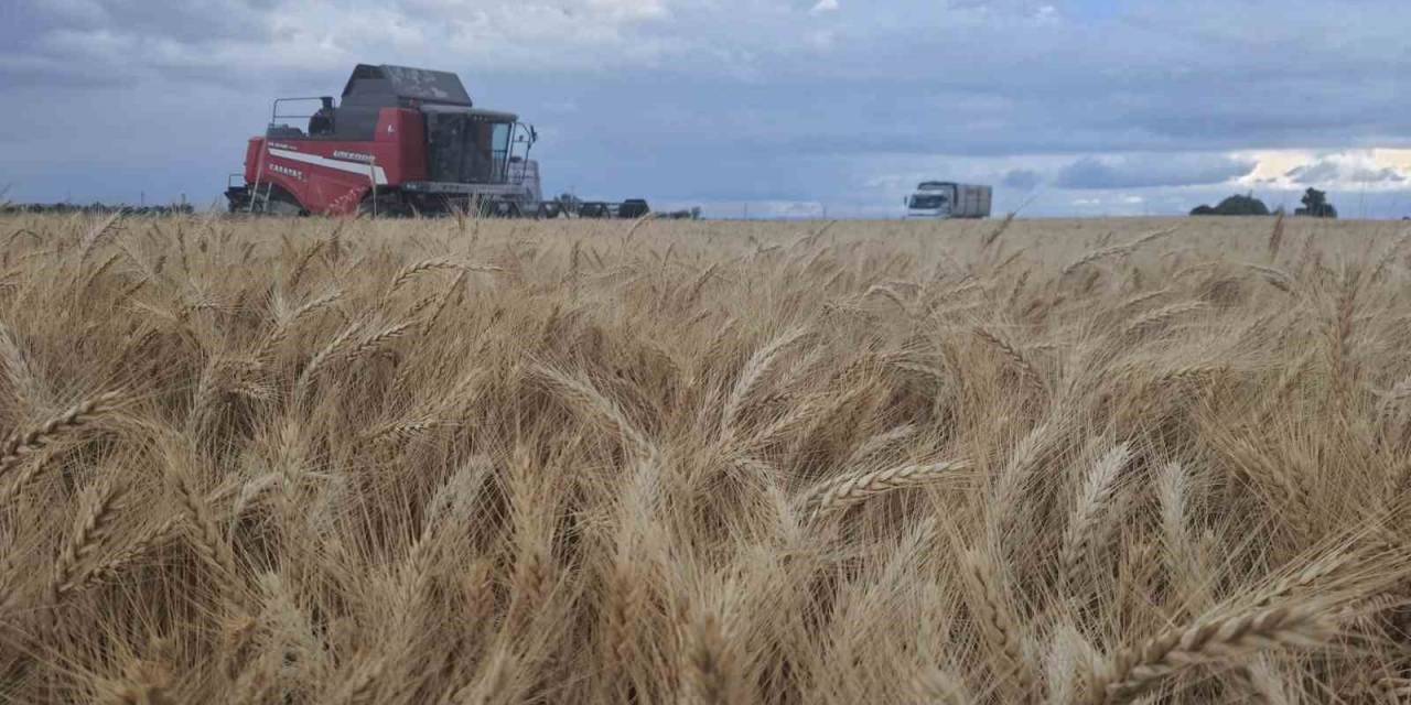 Konya’da Halis Ekmeklik Buğday Çeşidinde Yüksek Verim Elde Edildi