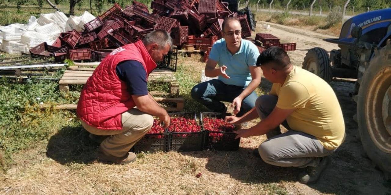 Beyşehir’de Kiraz Bahçelerinde Hasat Başladı