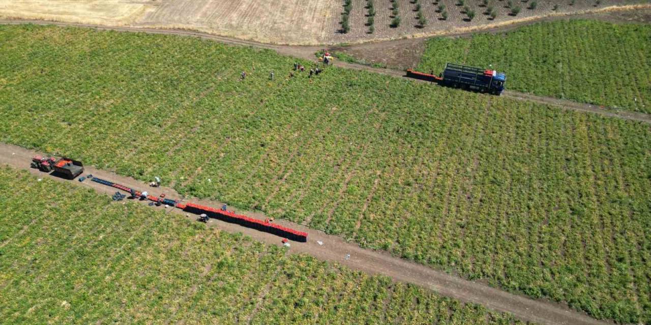 Kavurucu Sıcak Altında Domates Hasadı Devam Ediyor