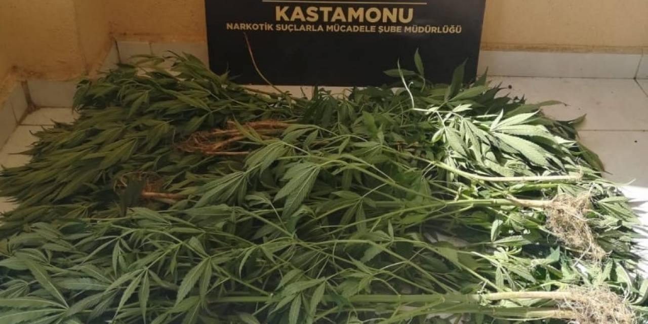 Kastamonu’da 46 Kök Kenevir Ele Geçirildi