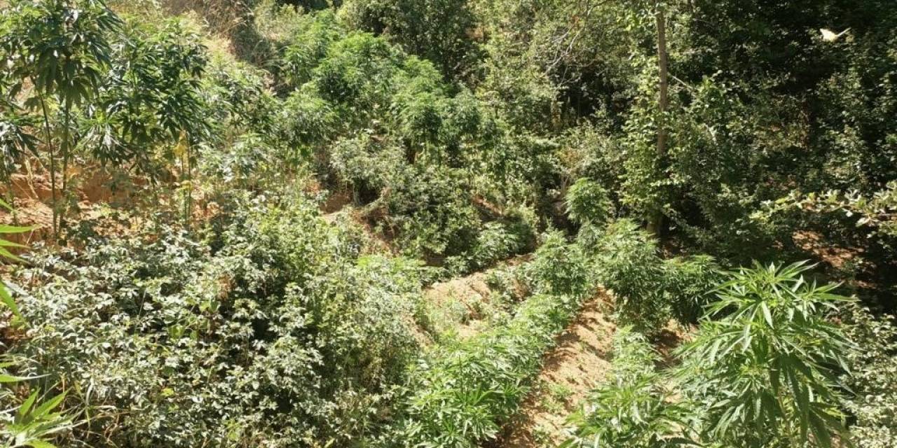 Bingöl’de 3 Bin 591 Kök Kenevir Ele Geçirildi