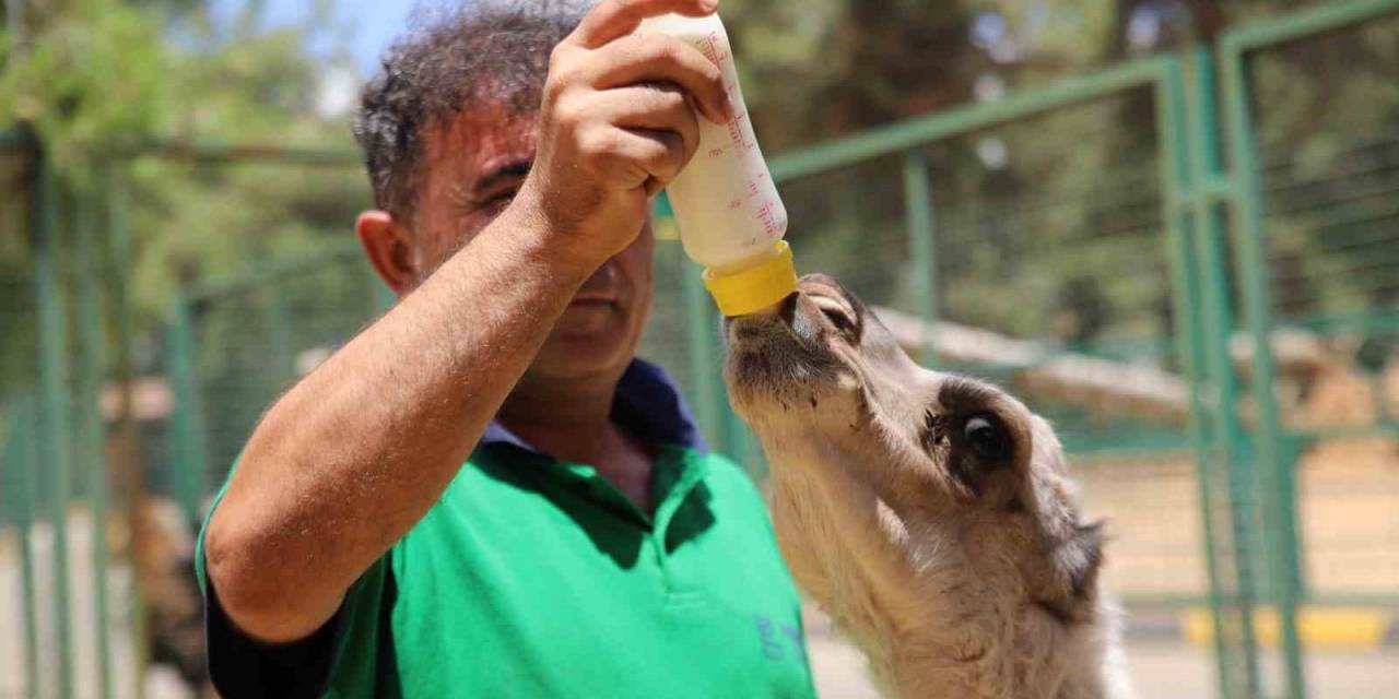 Annesi Tarafından Terk Edilen Yavru Albino Deveye Bakıcıları Sahip Çıktı