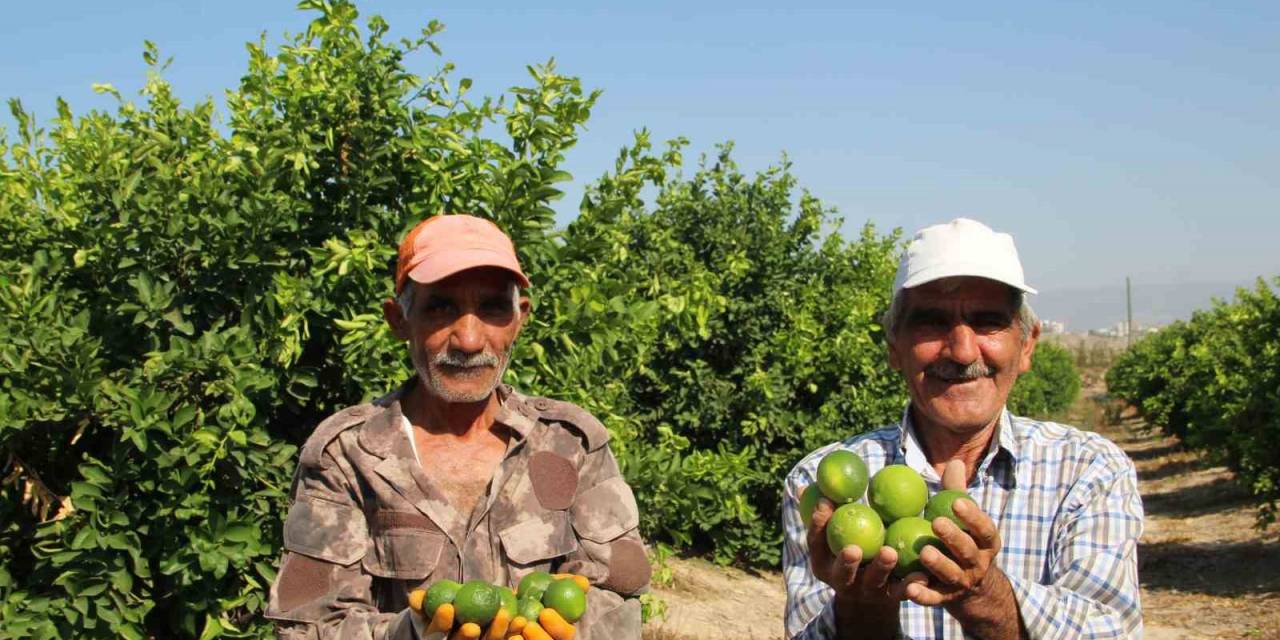Türkiye’nin İlk ’lime’ Cinsi Limon Hasadı Silifke’de Yapıldı