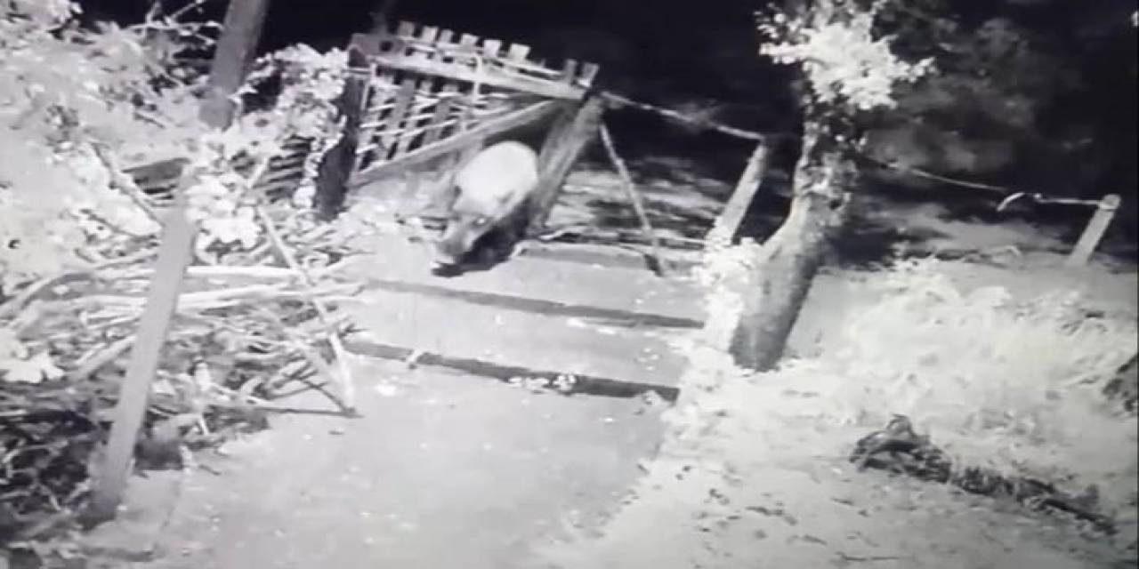 Yiyecek Arayan Domuz Bahçe Kapısını Böyle Kırdı