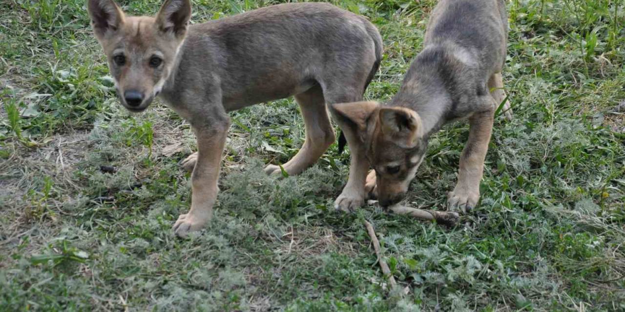 Yaban Hayvanları Kars’ta Şifa Buluyor