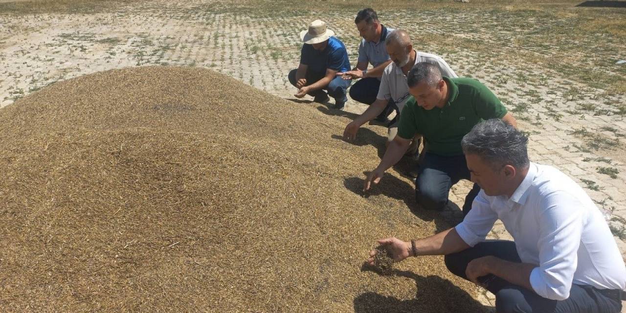 Verim Bu Yıl Dönümünde 300 Kilo Arttı